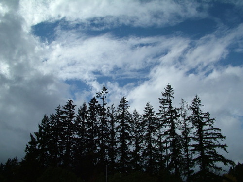 Forest Grove, OR: Trees and clouds outside my house in Forest Grove