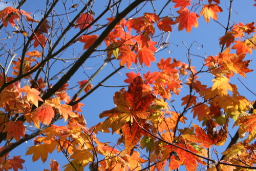 Tacoma, WA: Fall colors in Tacoma