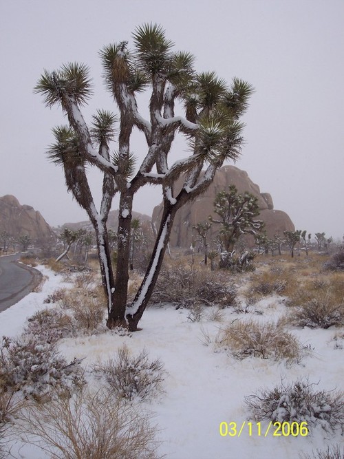 Twentynine Palms, CA: J.T.N.P. in Twentynine Palms