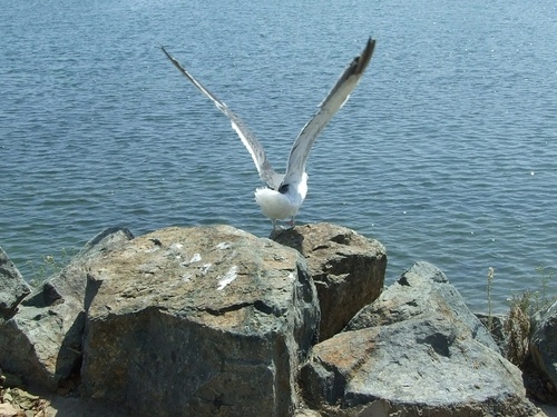 San Diego, CA: Sea Gull landing