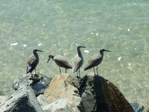 San Diego, CA: Bird friends