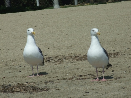 San Diego, CA: Twins of a sea gull