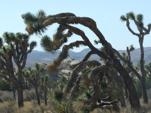 Twentynine Palms, CA: Leaning Trees