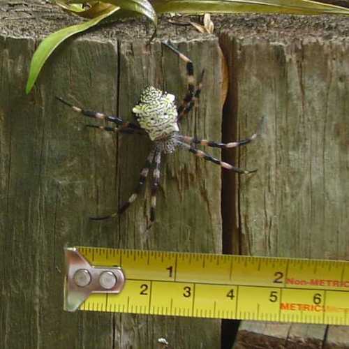 Kihei, HI: Garden spider on a pole - These ave very common after it rains!