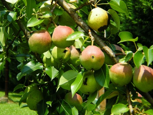 Four Oaks, NC: Pears growing in a tree on Stanley Street