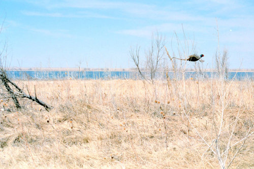 Lamar, CO: Pheasant in the field
