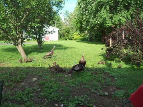 Wolcott, NY: wild turkeys in my yard