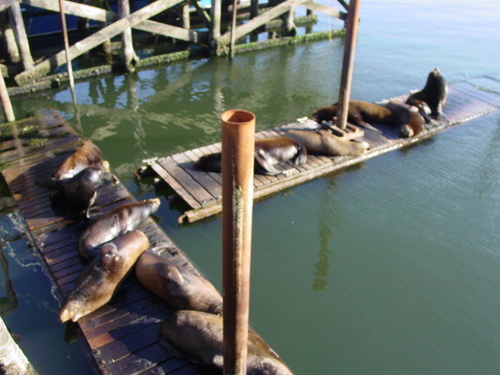 Newport, OR: Sea lions on the bayfront