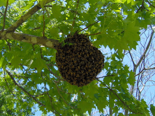 Mountain Grove, MO: Swarm of Bees in my bckyard