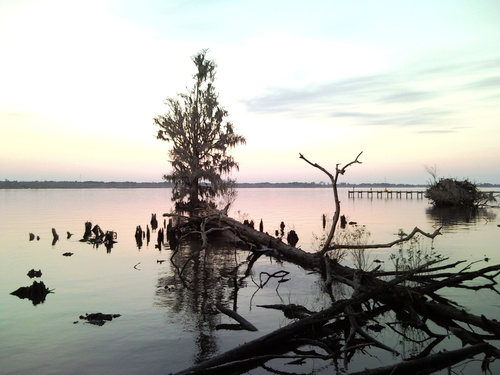 New Bern, NC: View of a white tree from the shore of Glenburie Park (sunset Dec 27th, 2008)