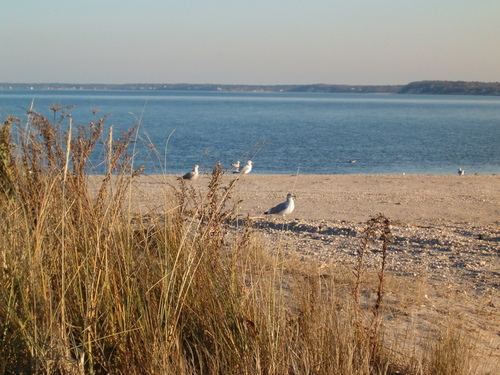 Jamesport, NY: Gulls at Miamogue Point ,Jamesport, NY