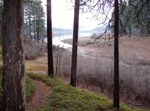 Pollock Pines, CA: Sly Park Lake (aka Jenkinson Lake) through trees in December