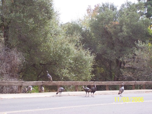 Carmichael, CA: Carmichael's infamous Turkey population