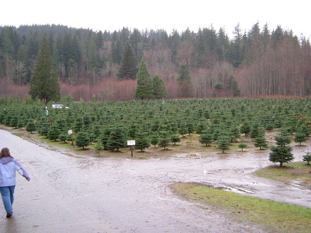 North Bend, WA: Christmas Tree farm in North Bend