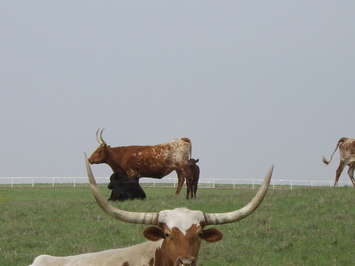 Benbrook, TX: longhorns on 2871 off 20