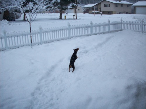 Marinette, WI: White picket fence in winter