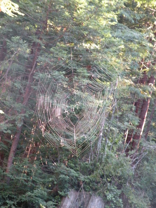 Arcata, CA: A beautiful web hidden in the vast disc golf course behind Humboldt State University.