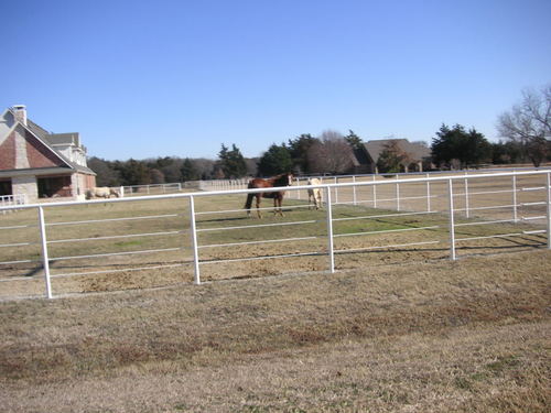 Valley View, TX: Horses on a Ranch in "The Woods" of Valley View, Texas