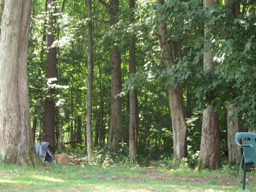 Eldred, PA: The woods behind my aunt's house in Eldred.