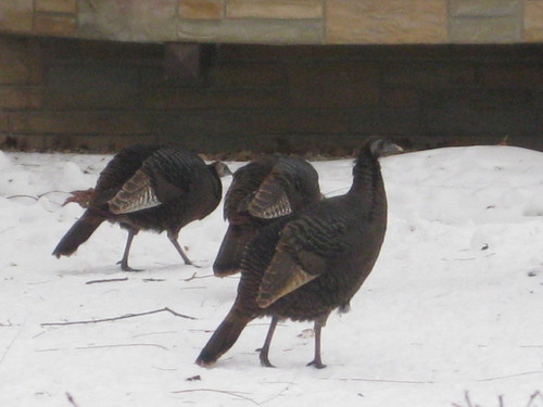 Burnsville, MN: Wild Turkeys