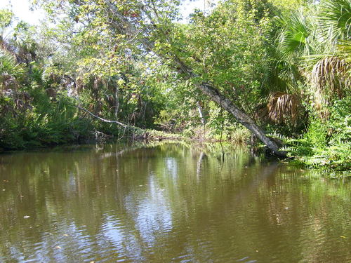 Homosassa, FL: Pepper Creek near the Manatee Park