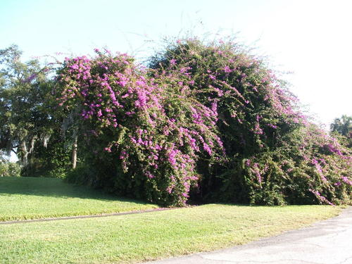 Cocoa, FL: 60 foot Bougenvilla on Mac Farland Drive Off Indian River Drive