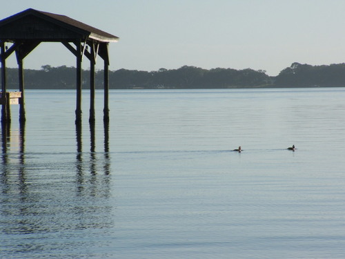 Cocoa, FL: Ducks coming to shore at MacFarland Park on Indian River Drive