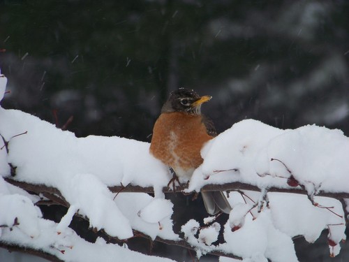Marquette, MI: This robin is feeling a bit out of place in the blizzard of April 2007!