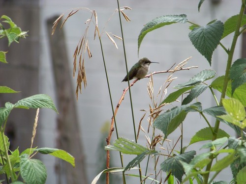 Marquette, MI: Marquette does have summer days and this hummingbird proves it!!!!