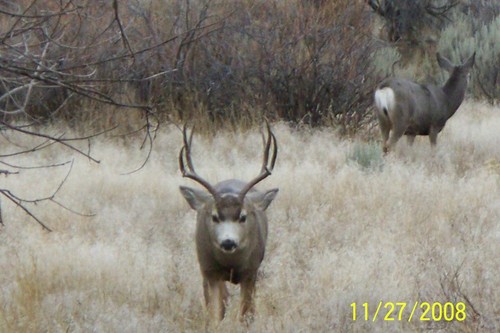 Maybell-Powder Wash, CO: Our backyard, Buck upset with me taking pictures.