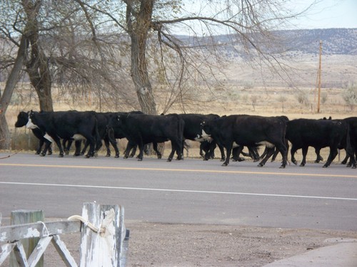 Maybell-Powder Wash, CO: Everyone uses the highway around here, cattle being moved to winter pasture.