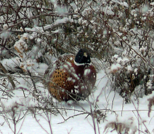 Wellsboro, PA: Winter Ring Neck Pheasant