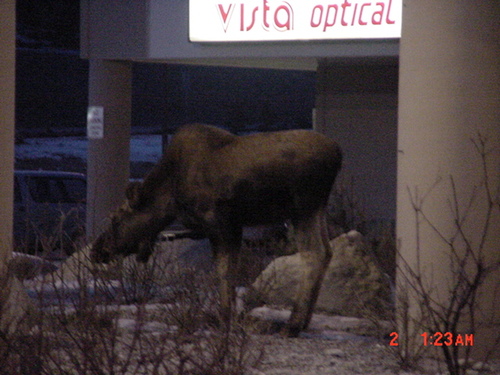 Soldotna, AK: There is a moose standing outside our grocery store named Fred's in Soldotna, Ak. eating the small bush in front.