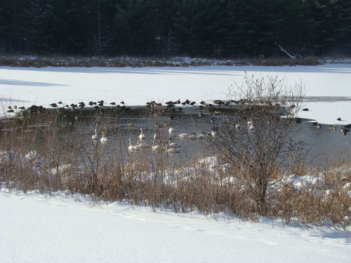 Clear Lake, WI: Trumpeter Swans on Clear Lake South- 19 of them have over-wintered here.