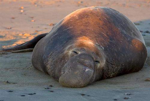 Cambria, CA: Home of the Elephant Seals