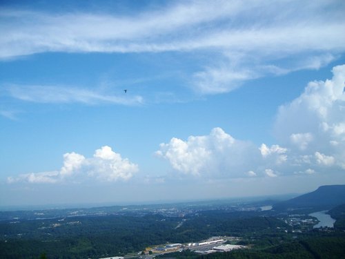 Signal Mountain, TN: Red Tail Hawk sailing over the "Brow" on N Palisades Rd