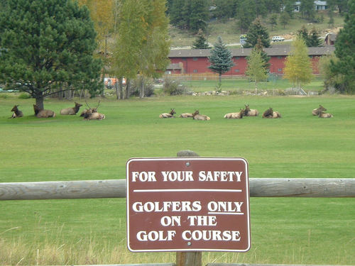 Estes Park, CO: Estes Park Golf Course is visited by Elk