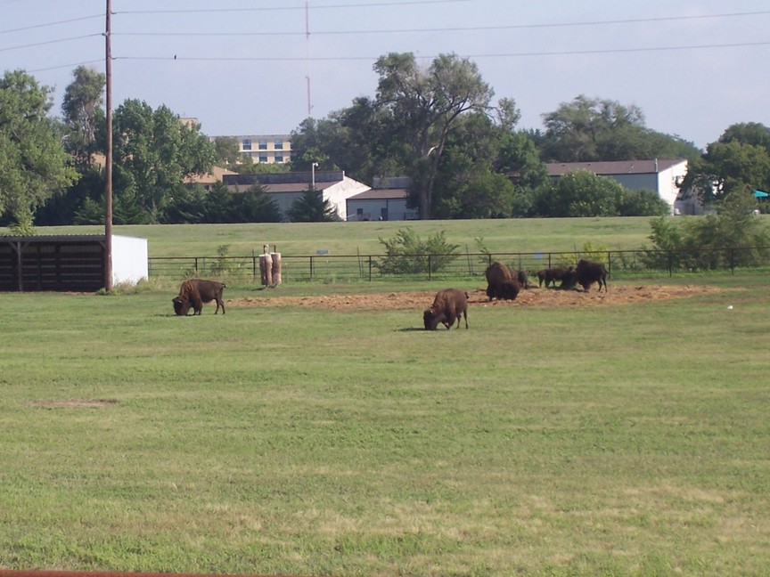 Hays, KS: Real buffalo across street from Fort Hays