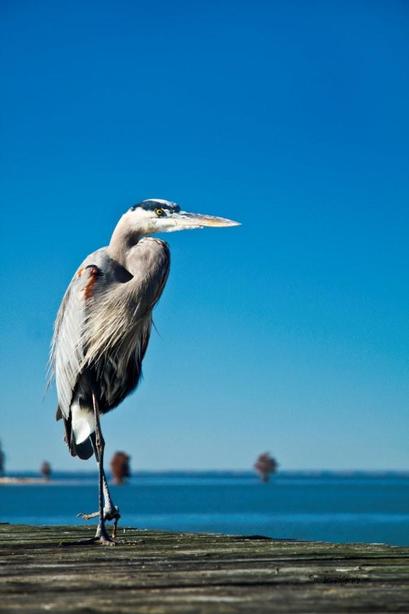 Cross, SC: Blue Heron on the dock on Lake Moultrie in Cross SC. Wildlife viewing at its best.