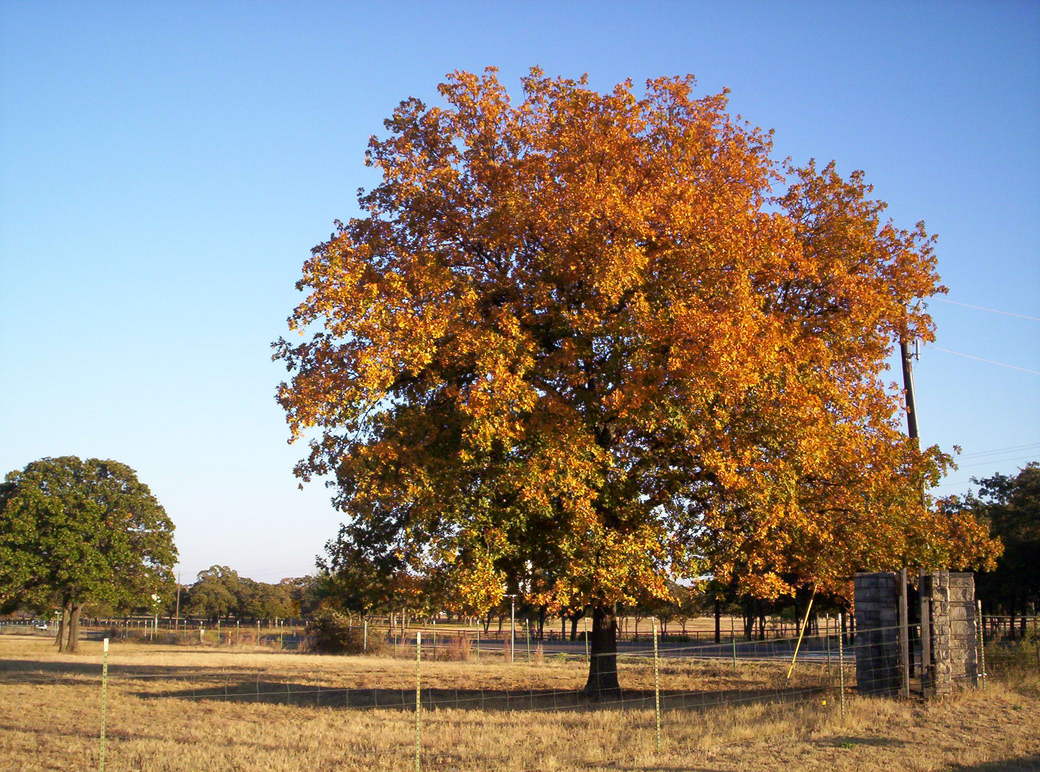 Argyle, TX: Argyle Fall Foliage - 2005