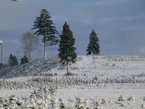 Jefferson, OR: December Snow on Cemetary Hill