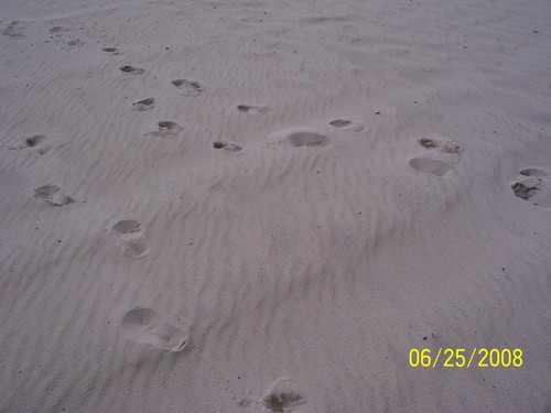 Biloxi, MS: Footprints in the clean sand 2 years after Katrina's wrath!