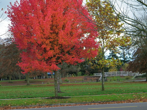 Albany, OR: Autumn in Albany!