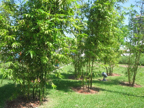 Hollywood, FL: Downtown Hollywood Art's Park Bamboo Trees