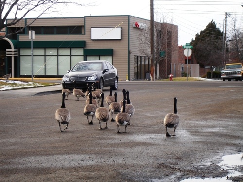 Boise, ID: Ducks in Downtown Boise, Idaho