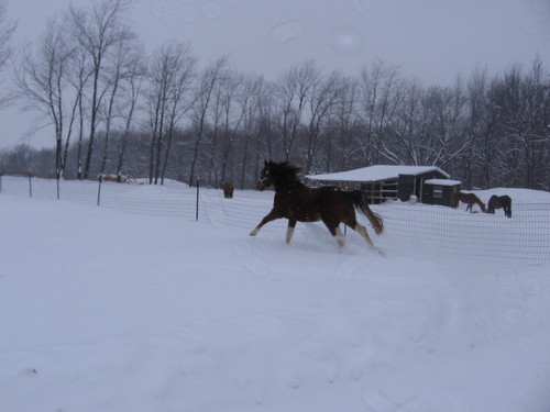 Berlin Heights, OH: Playing in the snow, '09