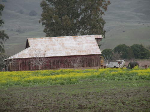 Yuba City, CA: Old Barn in near Sutter Buttes