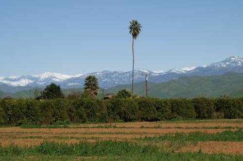Lindsay, CA: Palmtree, on Bastady Brothers farm, in foreground and Mountains in background, at Strathmore Ave. and Citrus Ave.