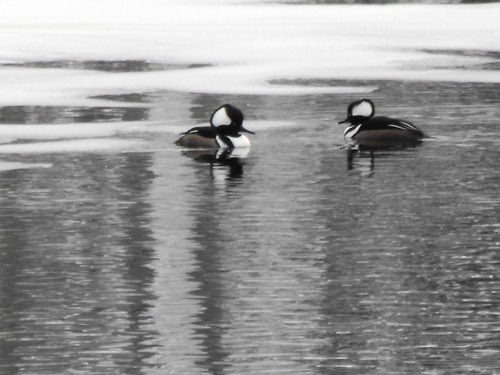 Wayne, ME: Ducks at Wayne Dam