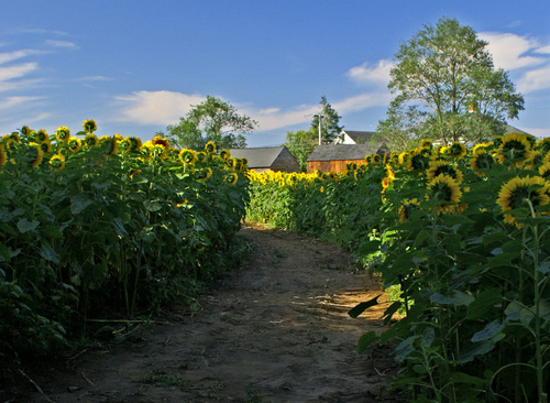 Griswold, CT: Buttonwood Farms during the Sunflower For Wishes festival in Griswold, CT.